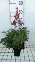 Astilbe 'Red Sentinel'   pot 9x9 cm  