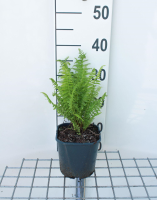 Athyrium filix femina   pot 2L