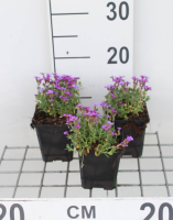 Aubrieta 'Hamburger Stadtpark'   pot 9x9 cm  