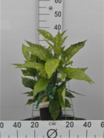 Aucuba japonica 'Variegata'   pot   30 40 cm  