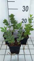 Baptisia australis   pot 9x9 cm  