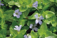 Bacopa caroliniana   pot 9x9 cm  