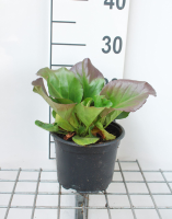 Bergenia cordifolia   pot 2L  