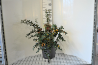 Berberis julianae   pot 12L   60 80 cm