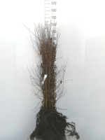 Betula pendula   blote wortel   90 120 cm  