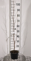 Betula pendula   pot 2L   80 100 cm  