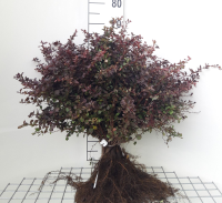 Berberis thunbergii 'Atropurpurea'   blote wortel   40 60 cm