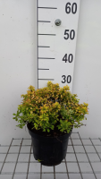 Berberis thunbergii 'Tiny Gold'   pot   20 25 cm  
