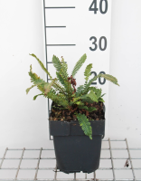 Blechnum spicant   pot 2L