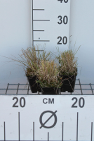 Bouteloua gracilis   pot 9x9 cm