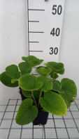 Brunnera macrophylla 'Betty Bowring'   pot 9x9 cm  