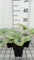 Brunnera macrophylla 'Silver Spear'   pot 9x9 cm