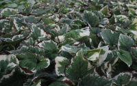 Brunnera macrophylla 'Variegata'   pot 9x9 cm
