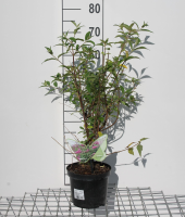 Buddleja 'ILVOARGUS2'   pot   40 60 cm  