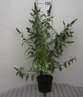 Buddleja 'ILVOARGUS1'   pot   40 60 cm