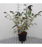 Buddleja davidii 'Adokeep' (Adonis Blue)   pot   30 40 cm