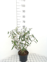 Buddleja davidii 'Royal Red'   pot   40 60 cm  