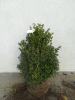 Buxus sempervirens   aardekluit   40 50 cm   struik