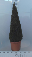 Buxus sempervirens   pot   90+ cm   piramidevorm