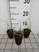 Butomus umbellatus   biopot diameter 7 cm  