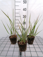 Calamagrostis x acutiflora 'Karl Foerster'   biopot diameter 8 cm