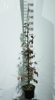 Carpinus betulus   pot 5L   125 150 cm
