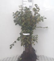 Carpinus betulus   blote wortel   40 60 cm   1+1 (leeftijdscode)  