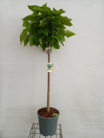 Catalpa bignonioides 'Nana'   pot 18L   halfstam boom