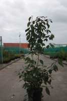 Callicarpa bodinieri 'Profusion'   pot 12L   100 125 cm