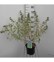 Caryopteris x clandonensis 'Worcester Gold'   pot   30 40 cm