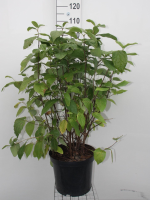 Calycanthus floridus   pot 12L   80 100 cm