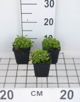 Campanula garganica   pot 9x9 cm