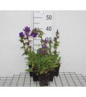 Campanula glomerata 'Superba'   pot 9x9 cm  