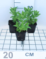 Campanula lactiflora 'Prichard's Variety'   pot 9x9 cm