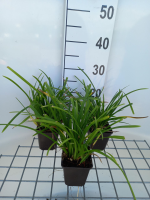Carex morrowii 'Irish Green'   pot 9x9 cm  