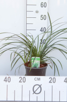 Carex morrowii 'Irish Green'   pot 3L  