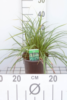 Carex morrowii   pot 3L