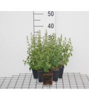 Calamintha nepeta   pot 9x9 cm  
