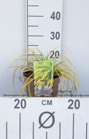 Carex oshimensis 'Everillo'   pot 3L