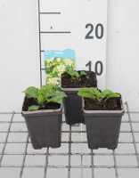 Caltha palustris var. Alba   pot 9x9 cm  