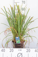 Carex pendula   pot 3L  
