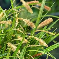Carex pendula   biopot diameter 7 cm