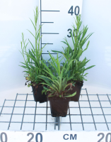 Campanula persicifolia 'Telham Beauty'   pot 9x9 cm