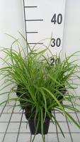 Carex sylvatica   pot 9x9 cm  