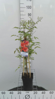 Campsis x tagliabuana 'Mme Galen'   pot   50 60 cm  