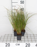Carex testacea 'Prairie Fire'   pot 9x9 cm  