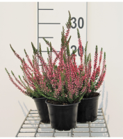Calluna vulgaris   Struikheide   pot diameter 10,5 cm   10 12 cm  