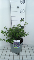 Ceanothus 'Concha'   pot   25 30 cm  