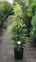 Cedrus deodara 'Aurea'   pot 18L   125 150 cm