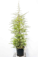 Cedrus deodara   pot 18L   125 150 cm
